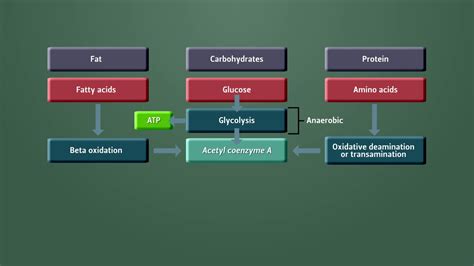 Anaerobic Metabolism Vs Aerobic Metabolism