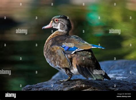 Male wood duck (Aix sponsa) in summer plumage Stock Photo - Alamy