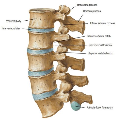 Lumbar Vertebrae Anatomy