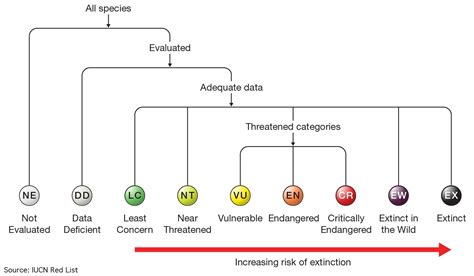 Animal Species Chart