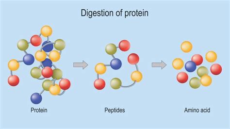 Peptidase: Support Digestion, Immune Health, and More | 1MD Nutrition™