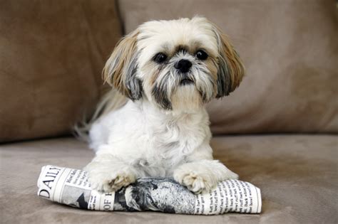 20 Small dog breeds that are the cutest creatures on the planet - Page 2