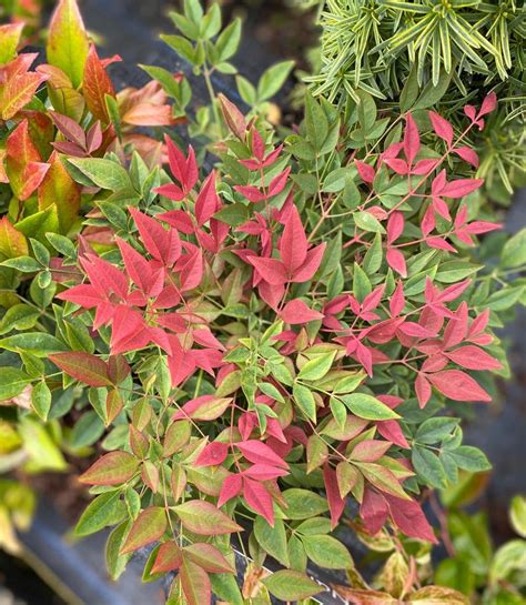 Sacred Bamboo 'Nandina domestica' seeds FRESH | Etsy