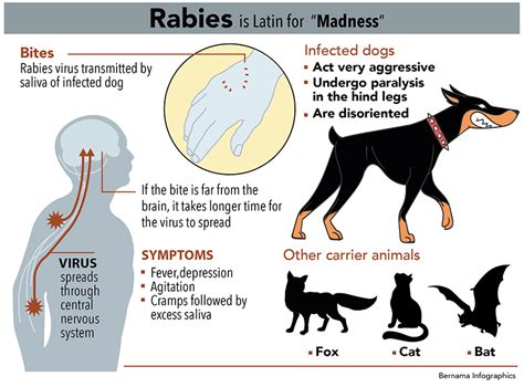 Rabies Symptoms In Animals