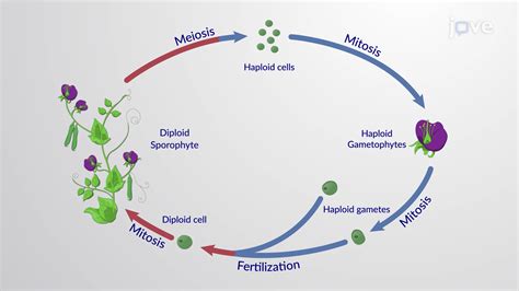 37 angiosperm life cycle diagram - Diagram For You