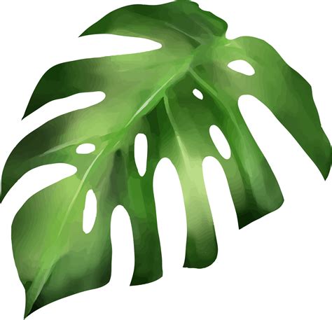 Monstera Leaf Png Hd Monstera Leaves Png Cliparts All These Png | The ...