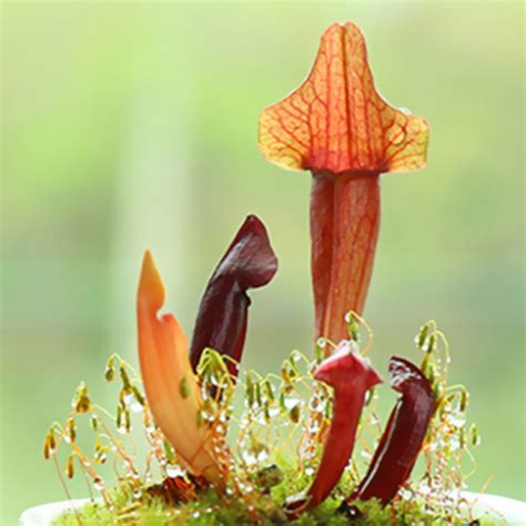 100Pcs Interesting Insectivorous Plant Seeds Common Nepenthes Fly Trap Dionaea Muscipula Seeds ...