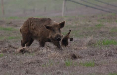 wild boar rooting | we watched this boar for a while, rootin… | Flickr