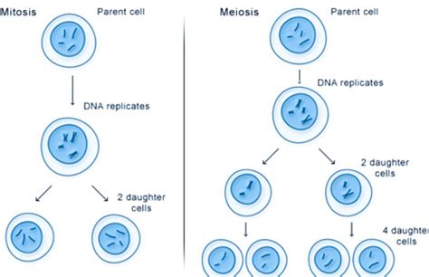 Cell Division Class 9 - CBSE Class Notes Online - Classnotes123