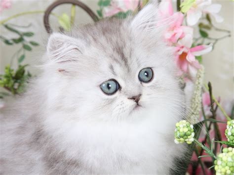 Silver Persian Information - Silver Persian Kittens