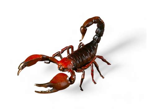 Scorpion with red pincers miniature animal on white background 27954250 Stock Photo at Vecteezy