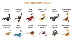 Types of Scorpions - Scorpion Identification Chart, Key, Guide, Diagram