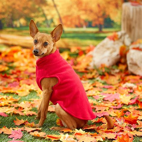 Dog Winter Clothes: 6 Wardrobe Essentials from Frisco to Keep Pups War