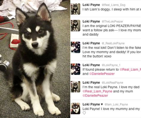 Liam Payne & Danielle Peazer's Dog Loki Takes Over Twitter! | Look