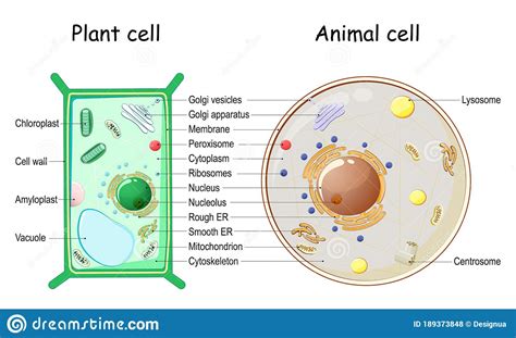 Plant Cell and Animal Cell Structure Stock Vector - Illustration of mitochondria, cell: 189373848