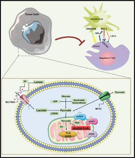 Tumor cell lactate metabolism pathway and immune microenvironment model... | Download Scientific ...