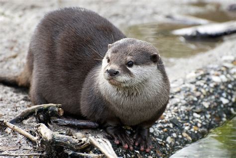 ﻿Helping Out River Otters - Earth Rangers