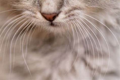 All About Cat Whiskers • Purrfectcatbreeds