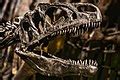 Category:Allosaurus skulls - Wikimedia Commons