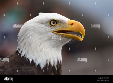 american bald eagle closeup Stock Photo - Alamy