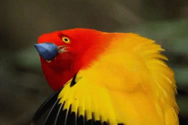 Bird Dance GIF - Bird Dance Dancing - Discover & Share GIFs