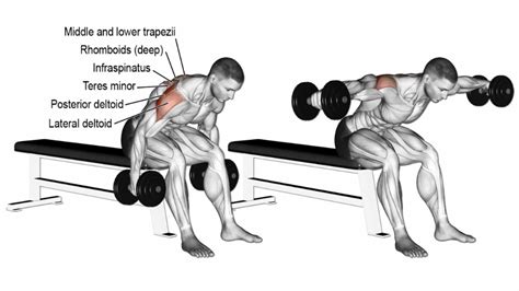 How To Do Seated Rear Delt Fly Properly