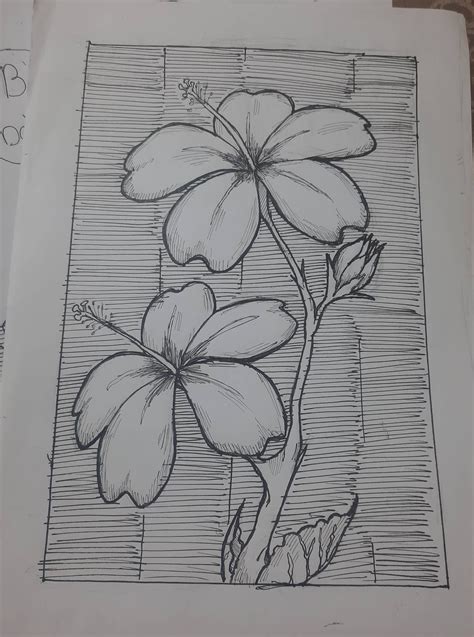 gumamela flowers : r/drawing