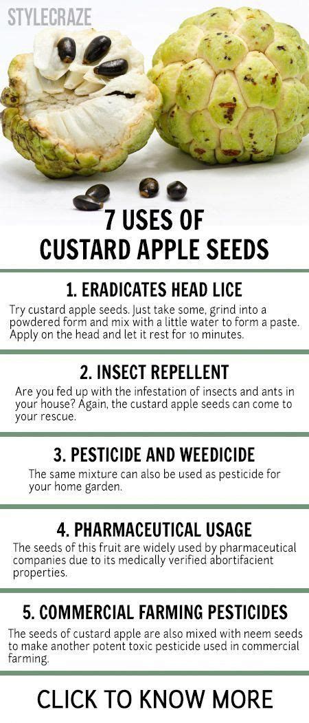 Did you ever know that the seeds of a custard apple have their own uses? | Apple health benefits ...