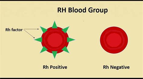 Rh Blood Group System