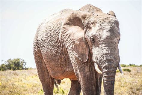 Visiting Addo Elephant National Park: A Guide