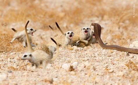 The Meerkat Mob | Tertius A Gous | Behaviours Mammals | Wildlife Photographer of the Year