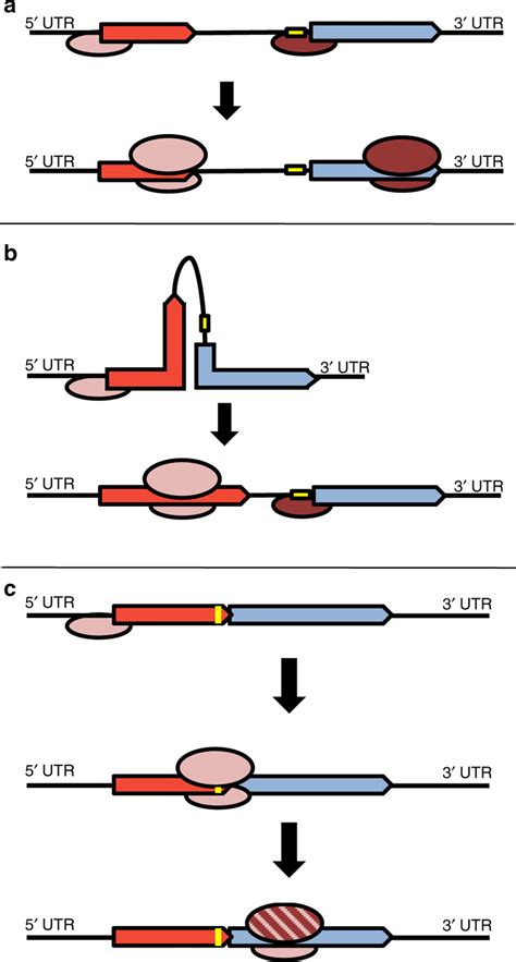 Three mechanisms of translation initiation at polycistronic mRNAs. a No ...