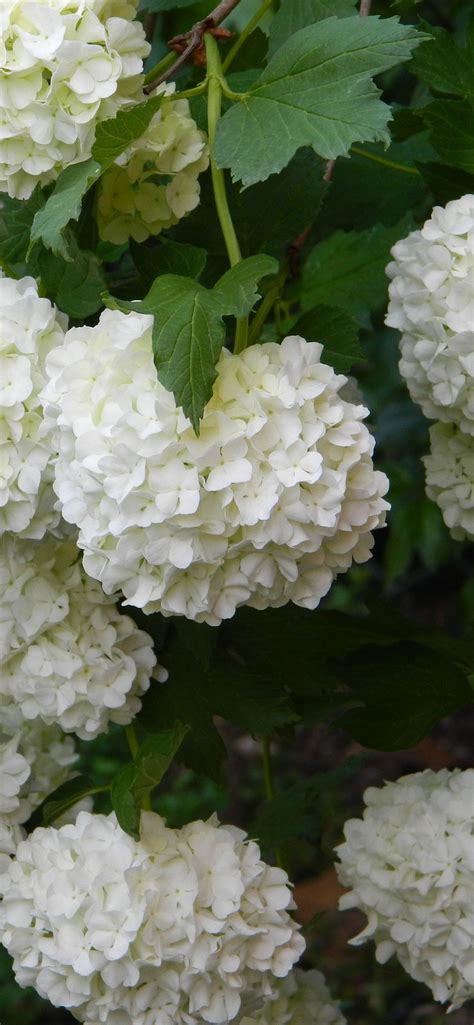 White Hydrangea Wallpapers - Top Free White Hydrangea Backgrounds ...