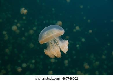 818 Palau Jellyfish Lake Images, Stock Photos & Vectors | Shutterstock