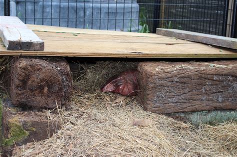 Red Tegu Hide. - Hector's Habitat