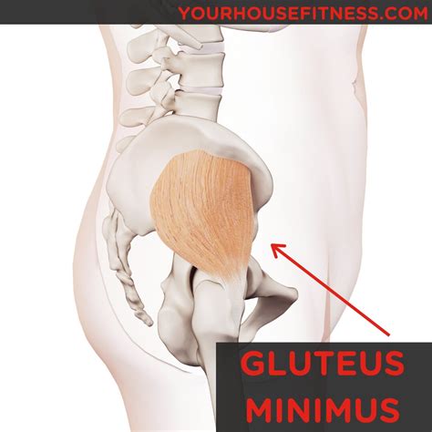 Muscle Breakdown: Gluteus Minimus