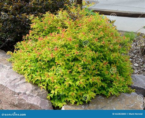 goldflame spirea landscaping shrub Coloso