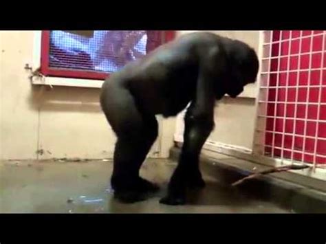 Monkey Dancing | Funny Dancing Monkey | Funny Video Monkey - YouTube