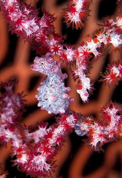 330+ Pygmy Seahorse Photos Stock Photos, Pictures & Royalty-Free Images ...