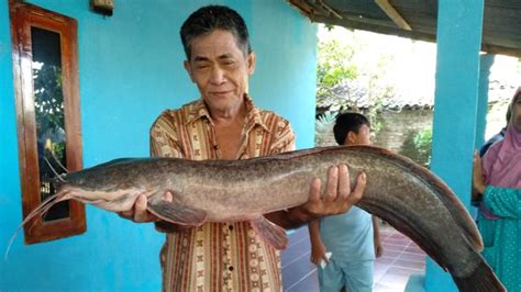 Gambar Ikan Lele Besar - 54+ Koleksi Gambar