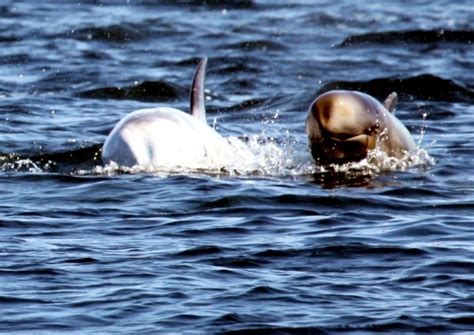 False Killer Whale – "OCEAN TREASURES" Memorial Library