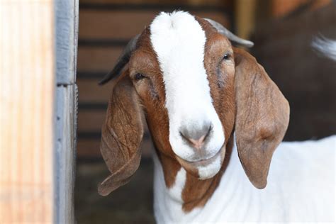 Goats | Farm Animals - Farm Sanctuary