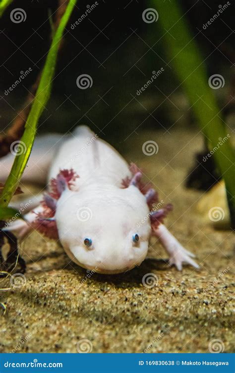 A Closeup of a Axolotl Walking on Sand. Stock Photo - Image of funny, isolated: 169830638