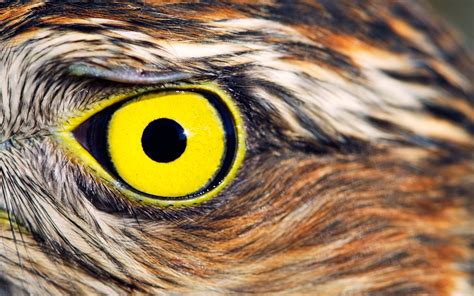 Wallpaper : birds, animals, yellow eyes, closeup, wildlife, bird of prey, owl, beak, Iris, eye ...