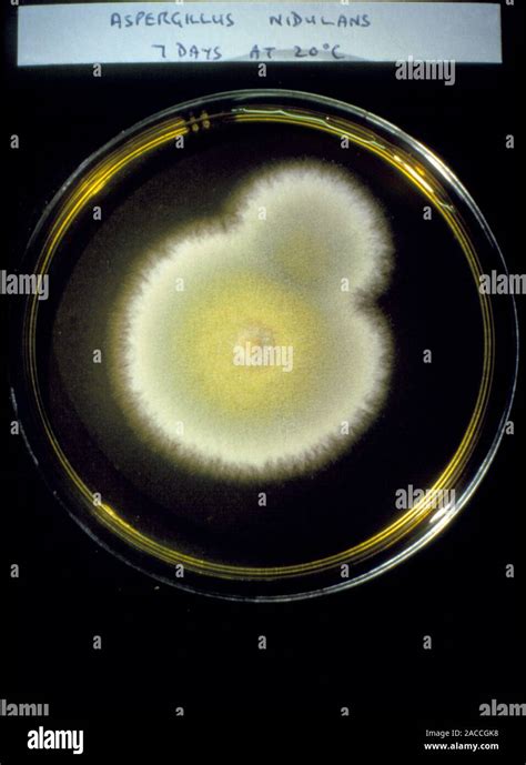 Petri dish culture of Aspergillus nidulans, a soil fungus which ...