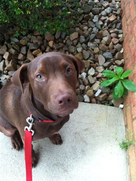 Chocolate lab and pitbull mix=adorable best friend | My children have 4 legs and wet noses ...