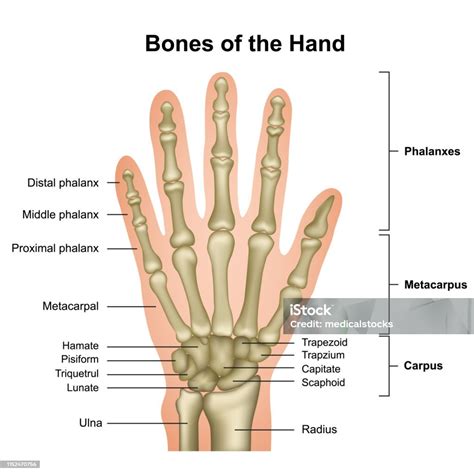 Bones Of The Hand Medical Vector Illustration Isolated On White Background Stock Illustration ...