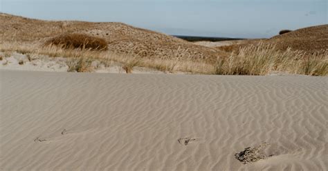 Footprints in the sand of a desert area photo – Baltic sea Image on Unsplash