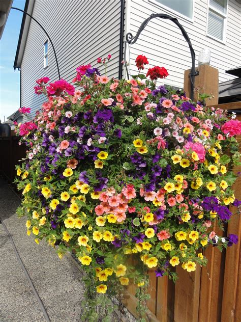 Pin by West Coast Gardens on Outdoor Hanging Basket Ideas for the Porch | Hanging plants ...