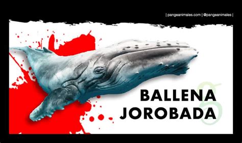 Ballena Jorobada: Características, Qué come, Hábitat | Pangea